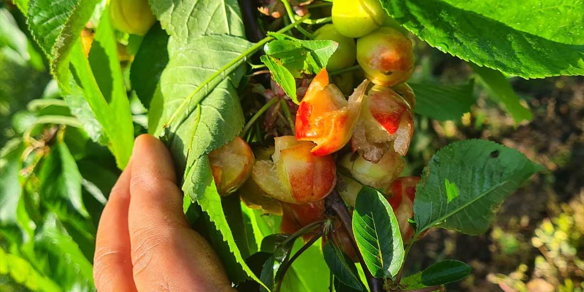 Ciliegie, in Campania perso il 60% del prodotto